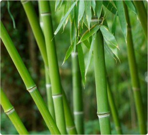 Bamboo-plants
