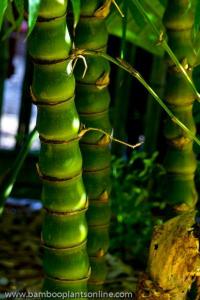 Buddha-belly-bamboo-plants